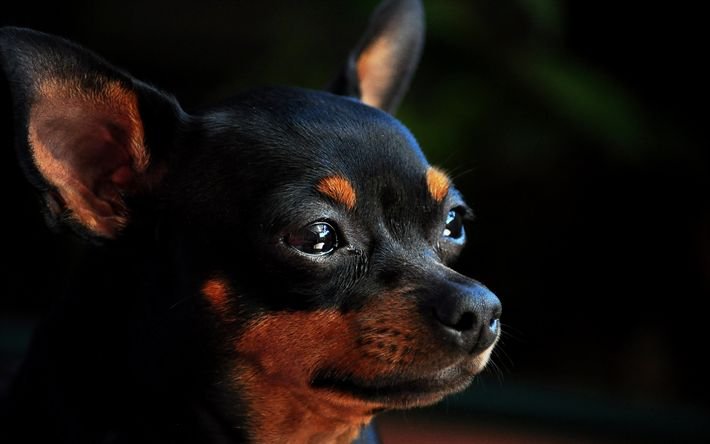 Fulgent Chihuahua Homes – premium Chihuahua breeder