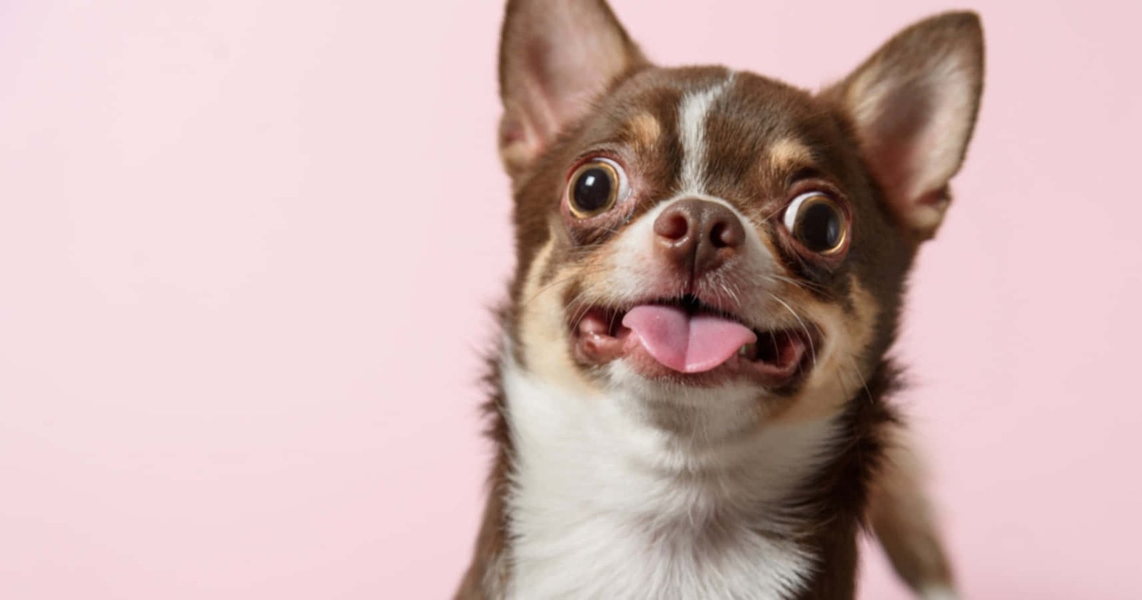 Fulgent Chihuahua Homes – ethical breeding