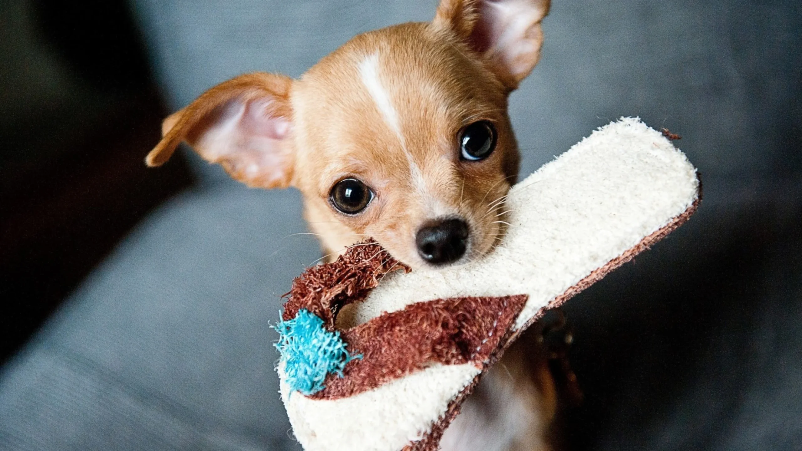 Fulgent Chihuahua Homes – our Chihuahua puppies