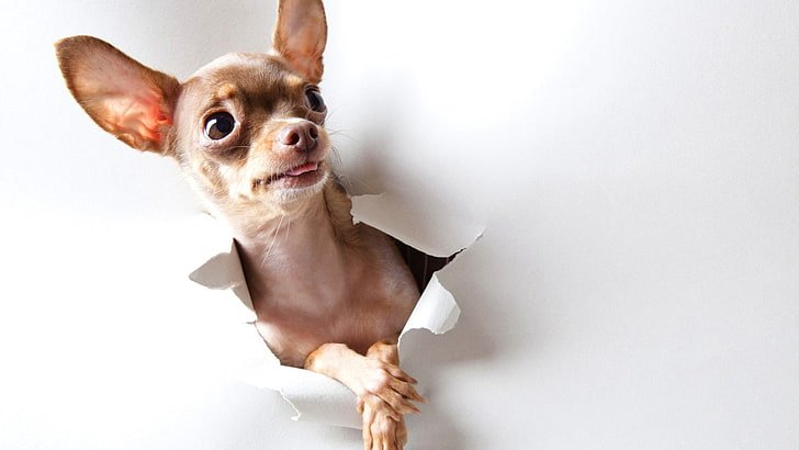 Fulgent Chihuahua Homes – our promise to you